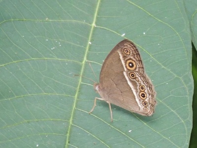 Bush brown butterfly