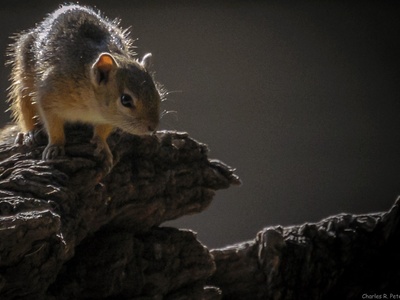 Bush squirrel
