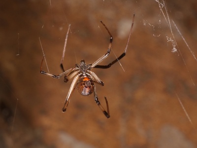 Button/black widow spider