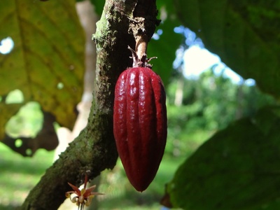 Cacao