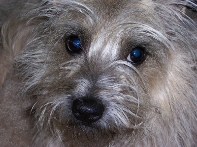 Cairn Terrier