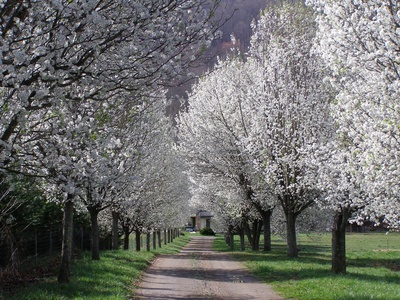 Callery (Bradford) pear