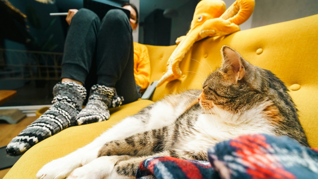 Ragdoll cat curled on a person's lap during a quiet evening