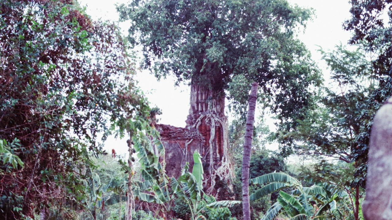 Canopy trees in Belize including mahogany and ceiba