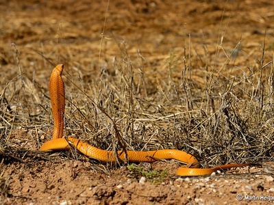 Cape cobra