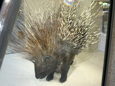 Cape porcupine