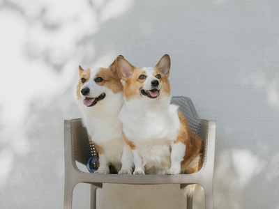 Cardigan Welsh Corgi