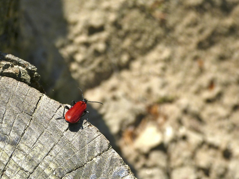 The Complete List of Red Animals - Flora Fauna Fun