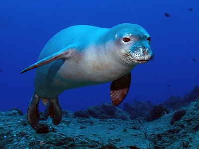 Caribbean monk seal