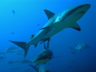 Caribbean reef shark
