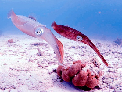 Caribbean Reef Squid