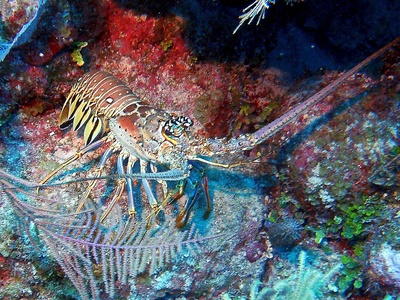 Caribbean spiny lobster