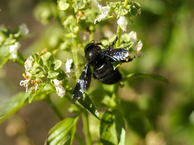 Carpenter bee