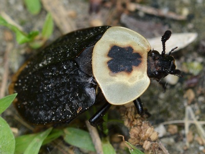 Carrion beetles