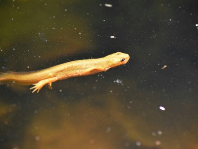 Caucasian salamander