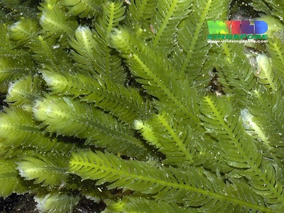 Caulerpa meadow