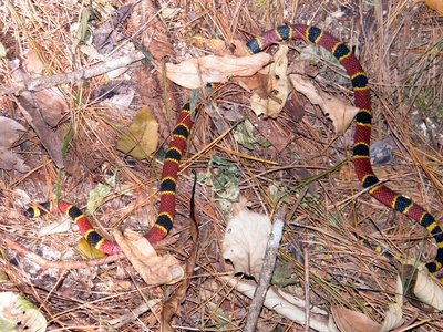 Central American coral snake