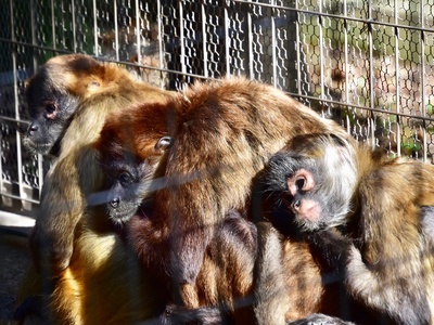 Central American spider monkey