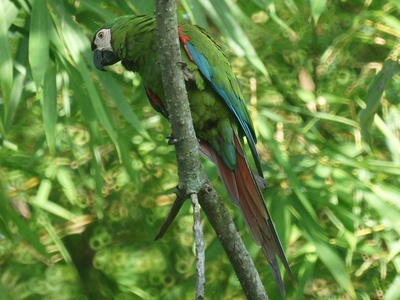 Chestnut-fronted Macaw