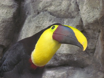 Chestnut-mandibled Toucan