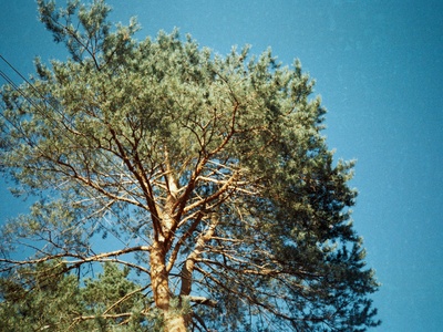 Chilgoza pine 