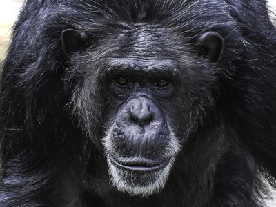Chimpanzee
