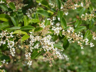 Chinese privet