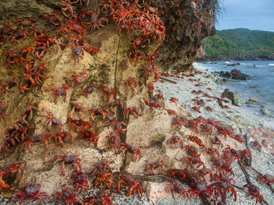 Christmas Island Red Crab