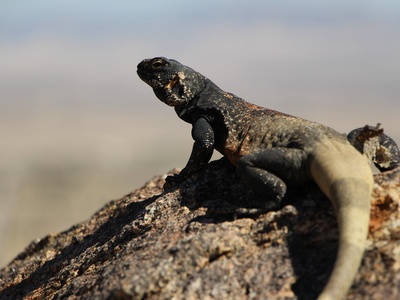 Chuckwalla