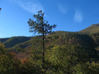 Ciprés de la cordillera