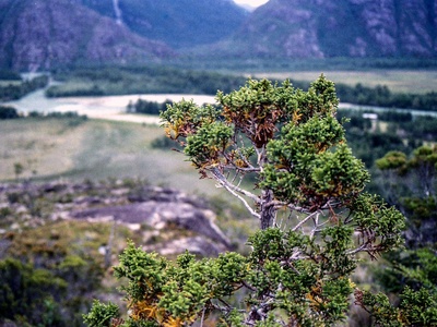 Ciprés de las Guaitecas