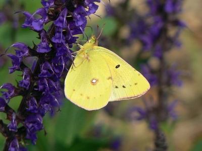 Clouded Sulphur