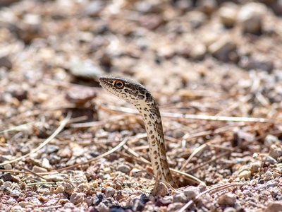 Coachwhip