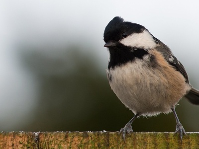 Coal Tit