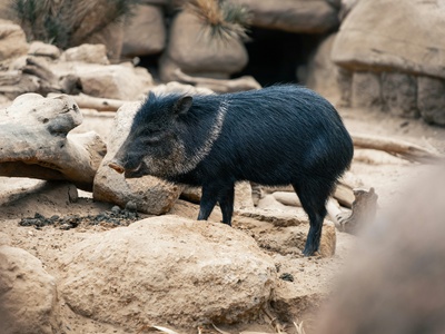 Collared peccary