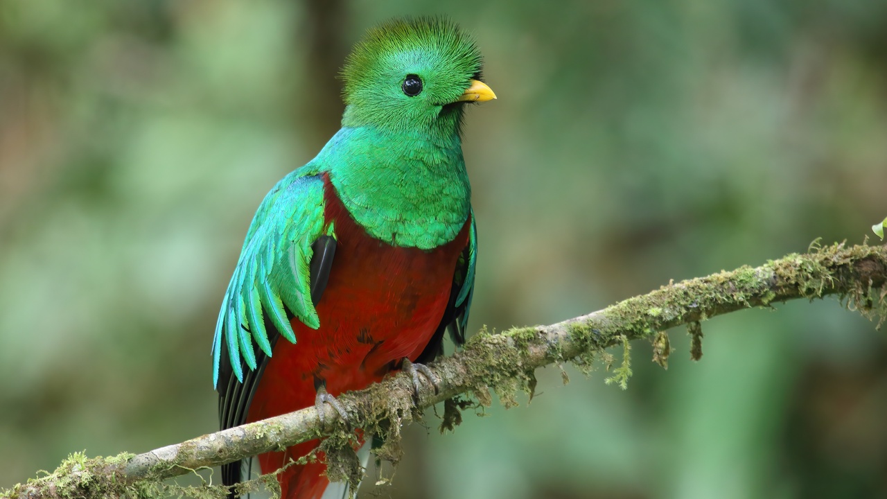 A resplendent quetzal perched in a cloud forest branch with bright green and red plumage.