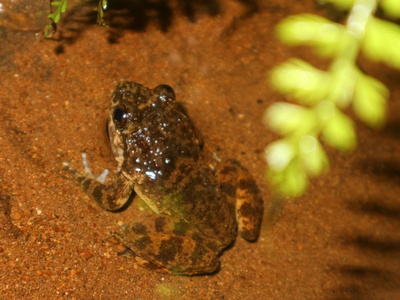 Common African toad