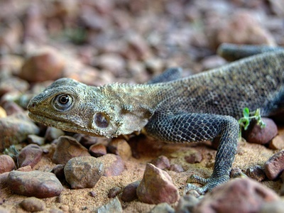 Common agama