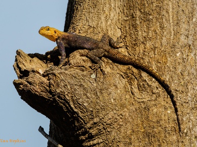Common agama