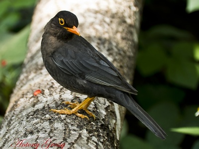 Common blackbird