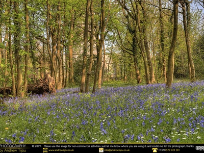 Common bluebell