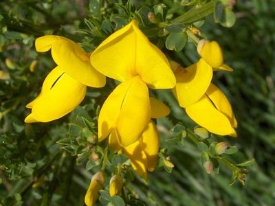 Common broom