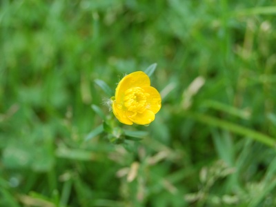 Common buttercup