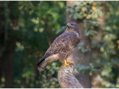 Common buzzard