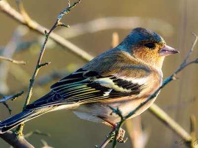 Common chaffinch