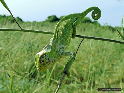 Common chameleon
