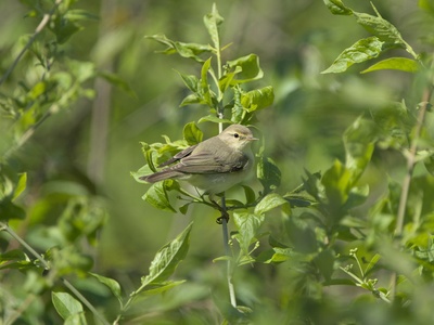 Common Chiffchaff