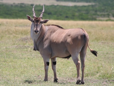 Common eland