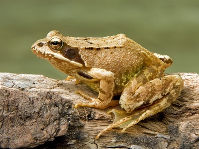 Common frog