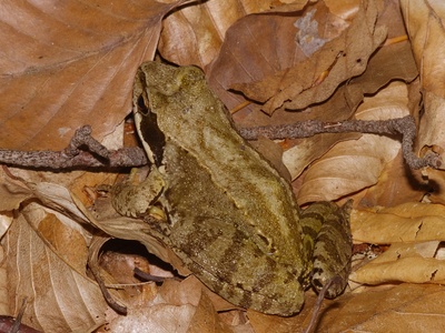 Common frog